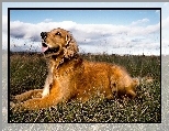 Niebo, Golden Retriever, Pies, Trawa, Chmury